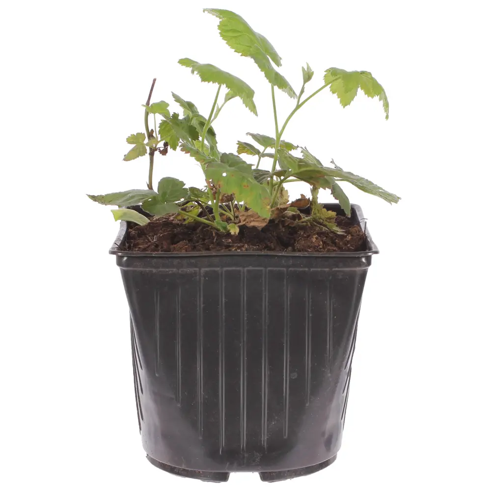 Santreyd Ежемалина Логанберри - уникальный гибрид с ежевичным вкусом 81954917 STLM-0015222