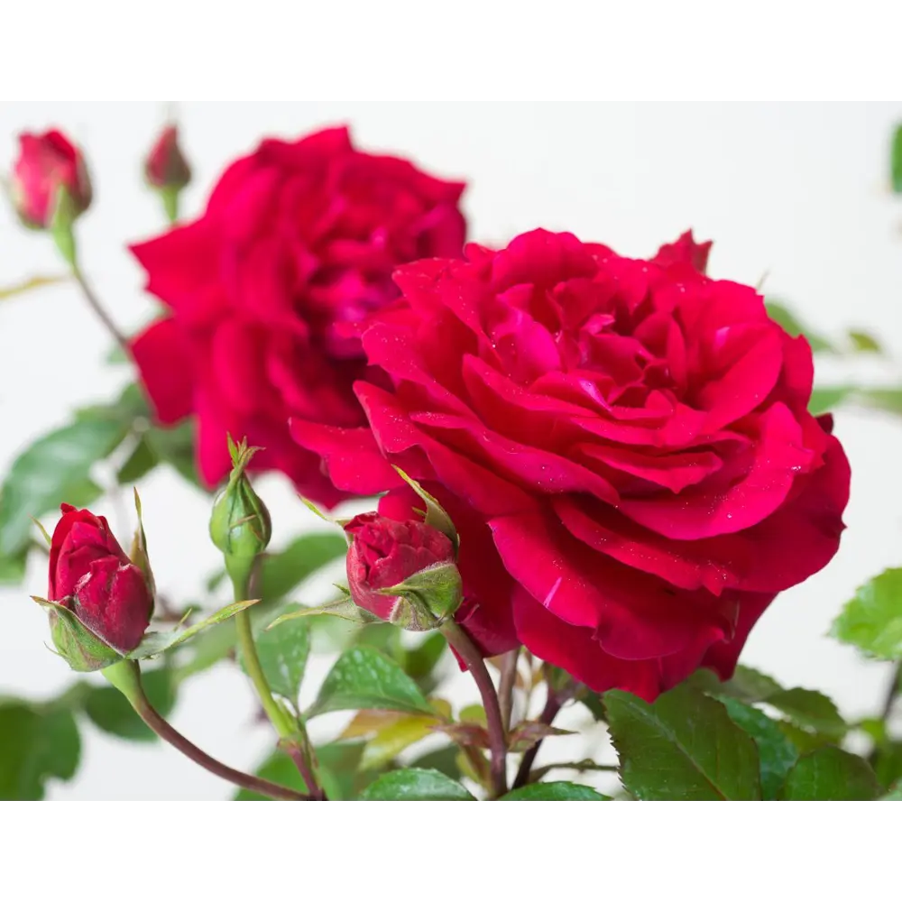 Роза плетистая Байкал ø19 h55 см PLANTMARKET STLM-2117246 - Вид №3