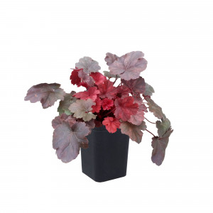 82237709 Гейхера гибридная «Черри Кола» С1 15 см