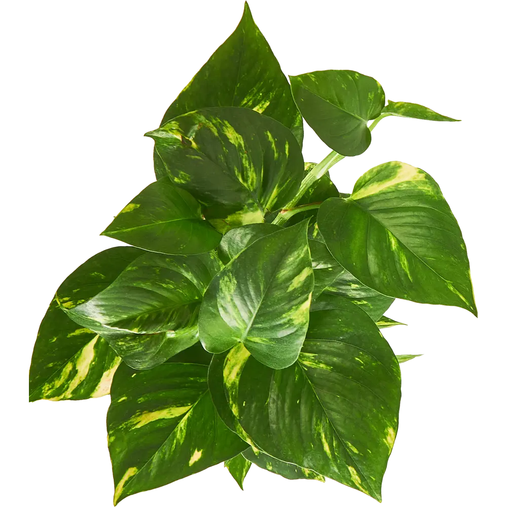 Santreyd Эпипремнум Моссток — комнатная лиана с золотистыми листьями 85324853 STLM-0061466 - Вид №2