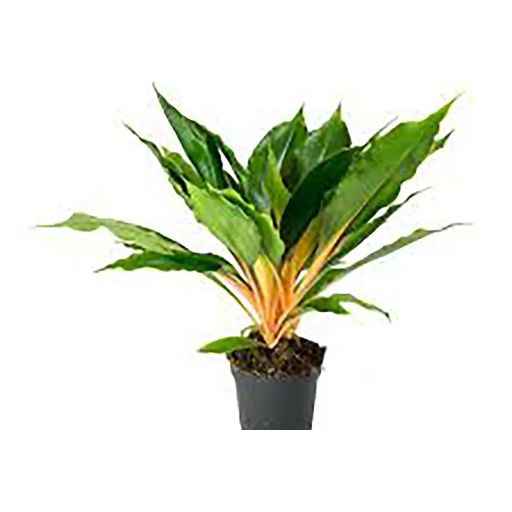 Santreyd Хлорофитум Грин Оранж — комнатный цветок с розовыми черешками 89296607 STLM-0950121