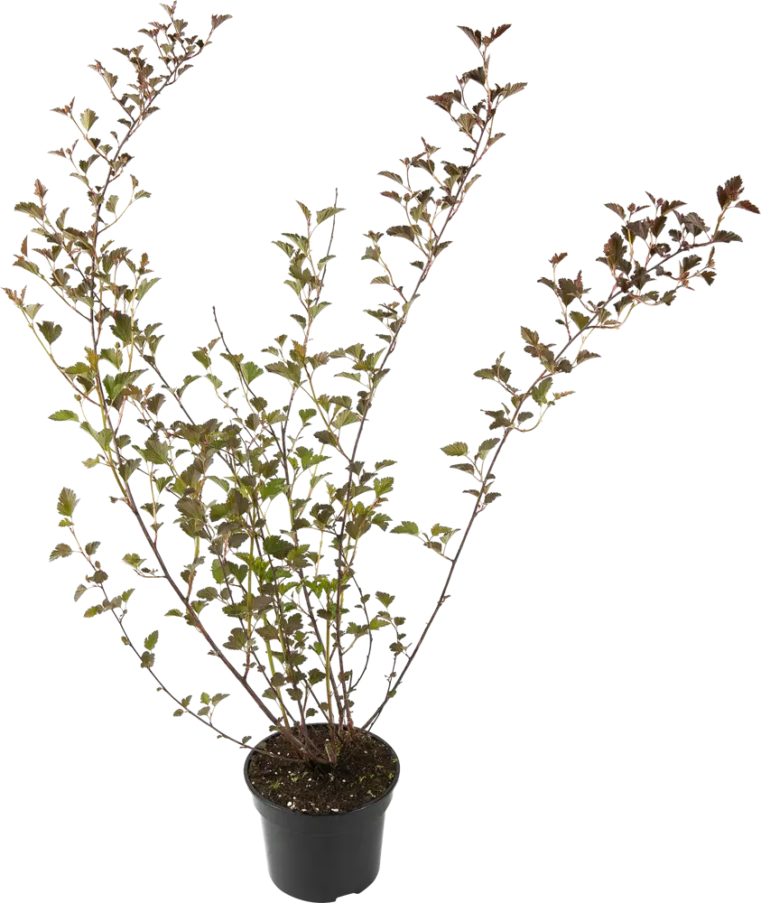 Santreyd Пузыреплодник Red Baron — Пурпурный акцент вашего сада 84841645