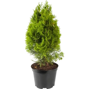 Туя западная «Голден Смарагд» 22x80 см 82550320 STLM-2208209