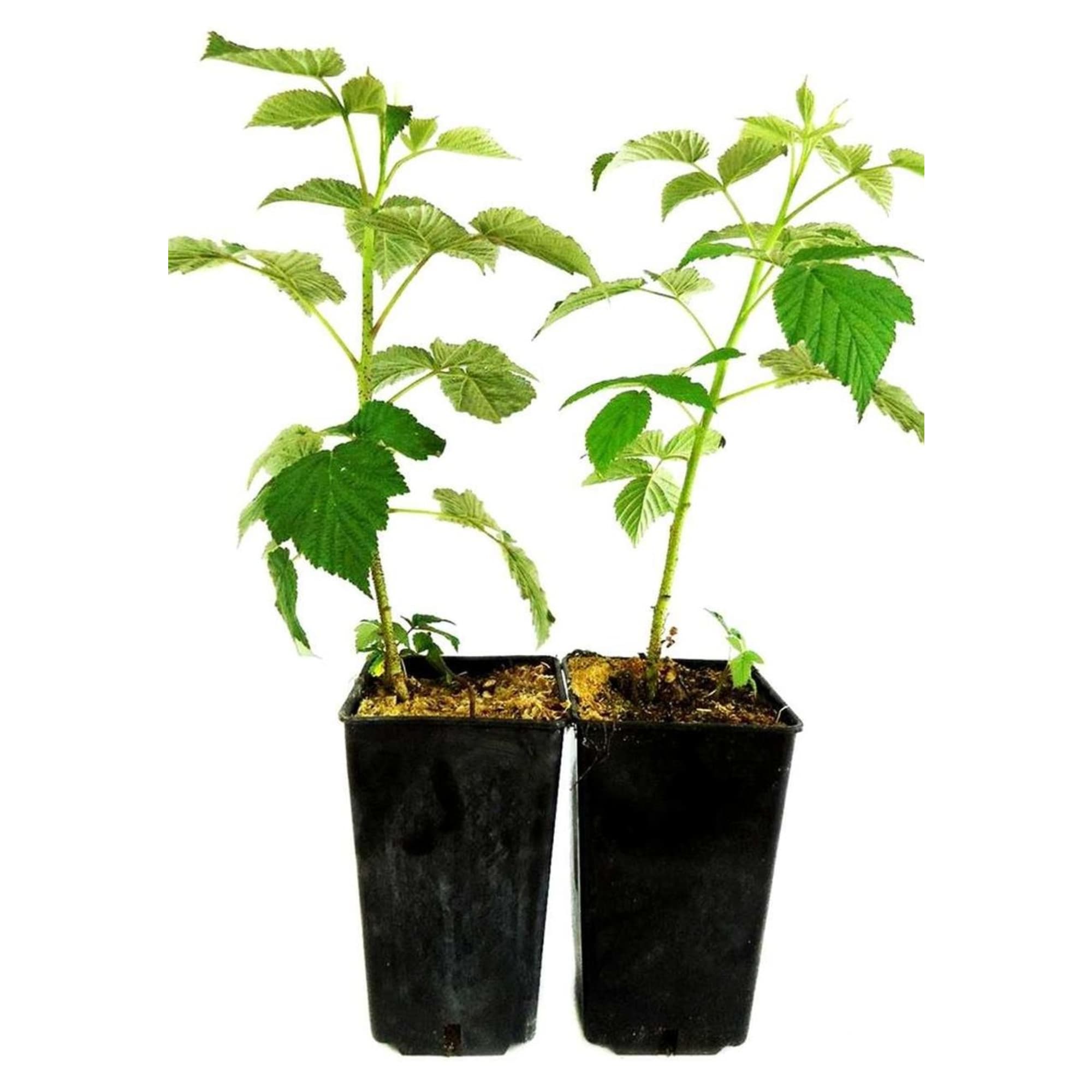 89107303 Малина микс ø19 h40 см Santreyd 