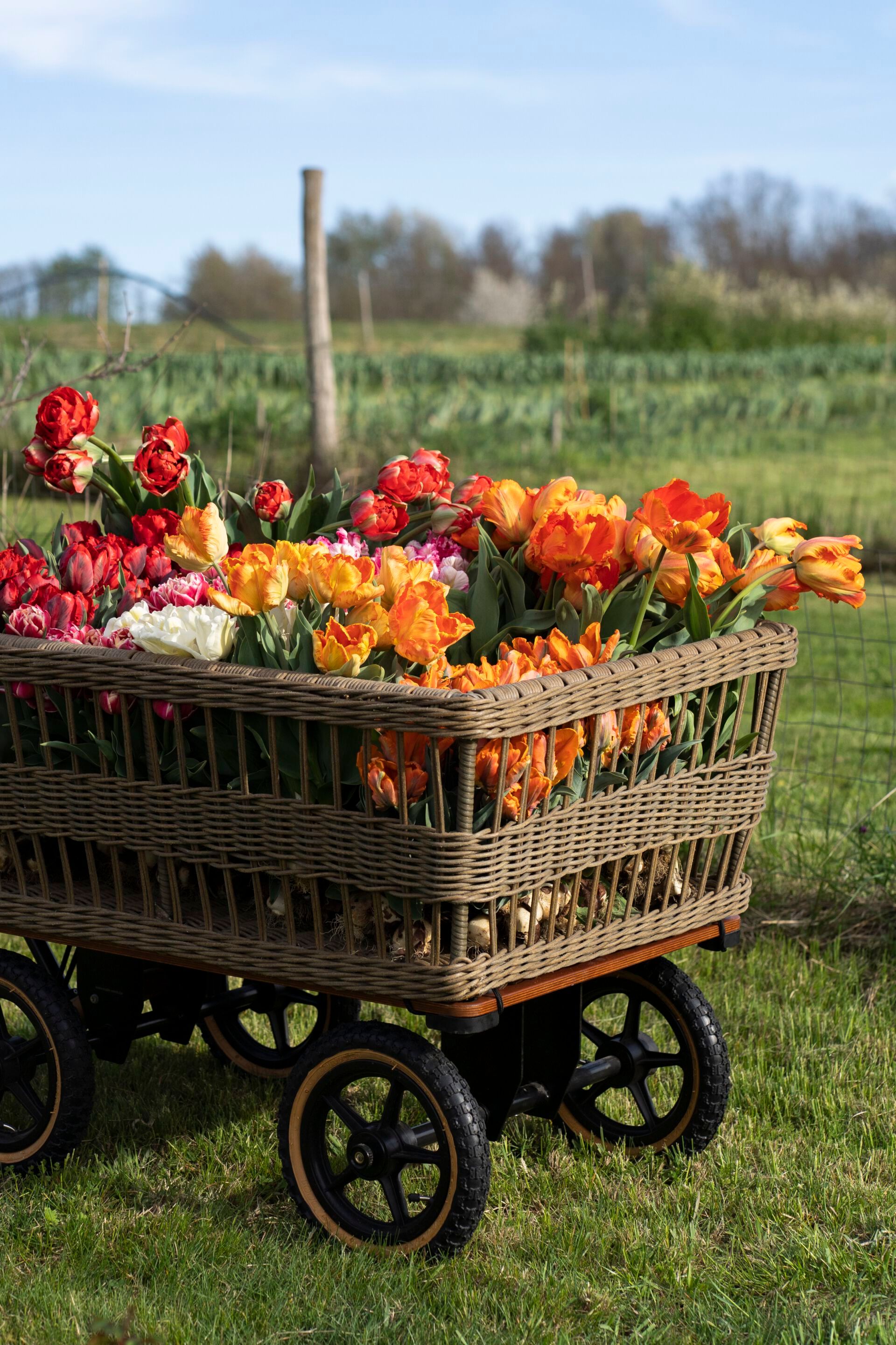 Garden trolley TRADEWINDS WAGON WITH BASKET ARCH-00010058 - Вид №14