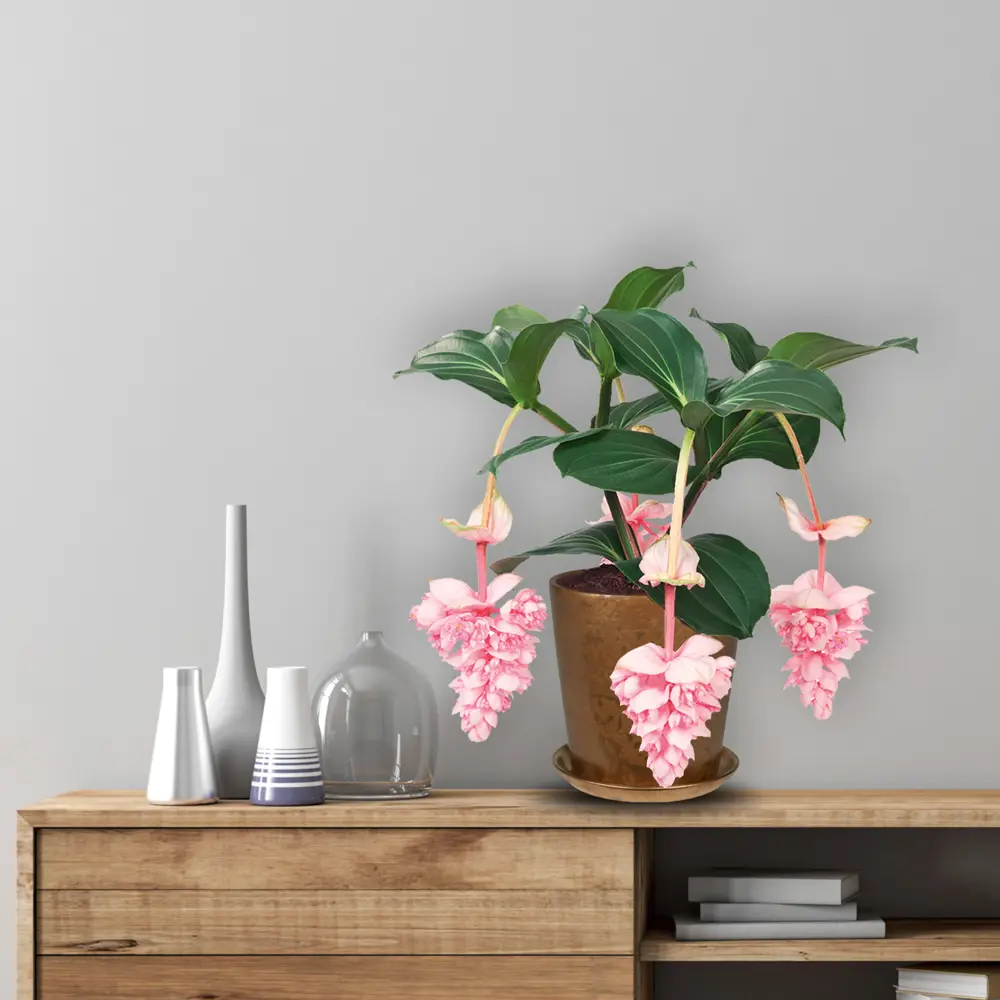 Santreyd Мединилла магнифика - тропическая роскошь для интерьера 82578942 STLM-0030496 - Вид №4