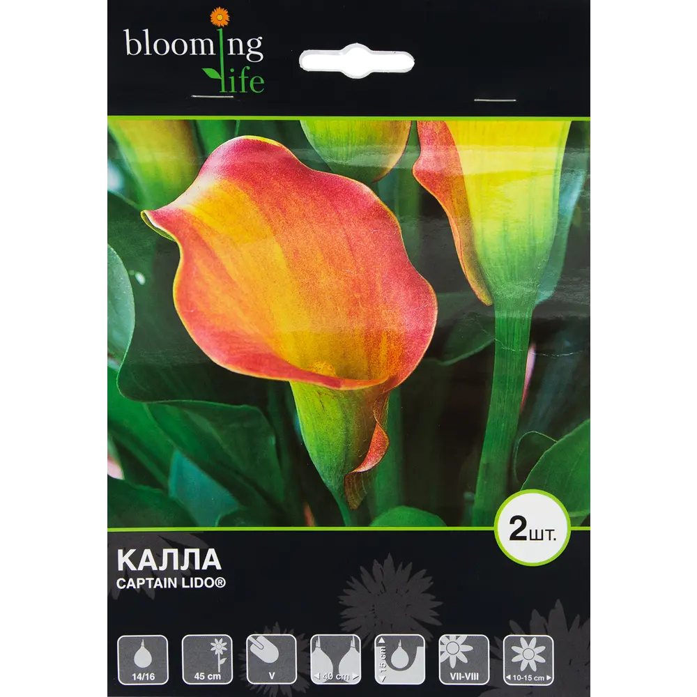 Калла Каптейн Лидо 14/16, 2 шт 82120096 STLM-2179062 BLOOMING LIFE 