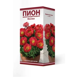 Пион молочноцветковый травянистый «Москва для Патио в» разбор 2-3 82661858 STLM-2069273