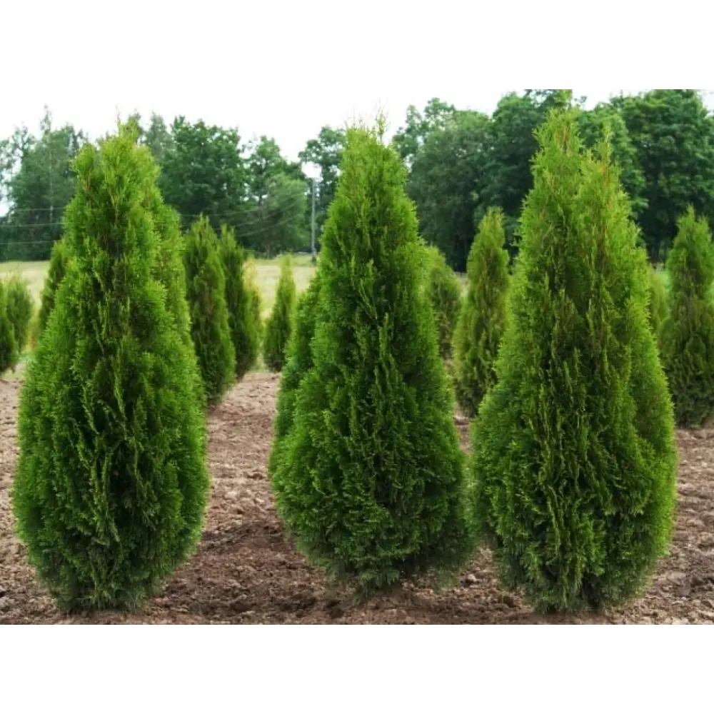 Туя западная Смарагд ø30 h140 - 160 см PLANTMARKET STLM-2109350