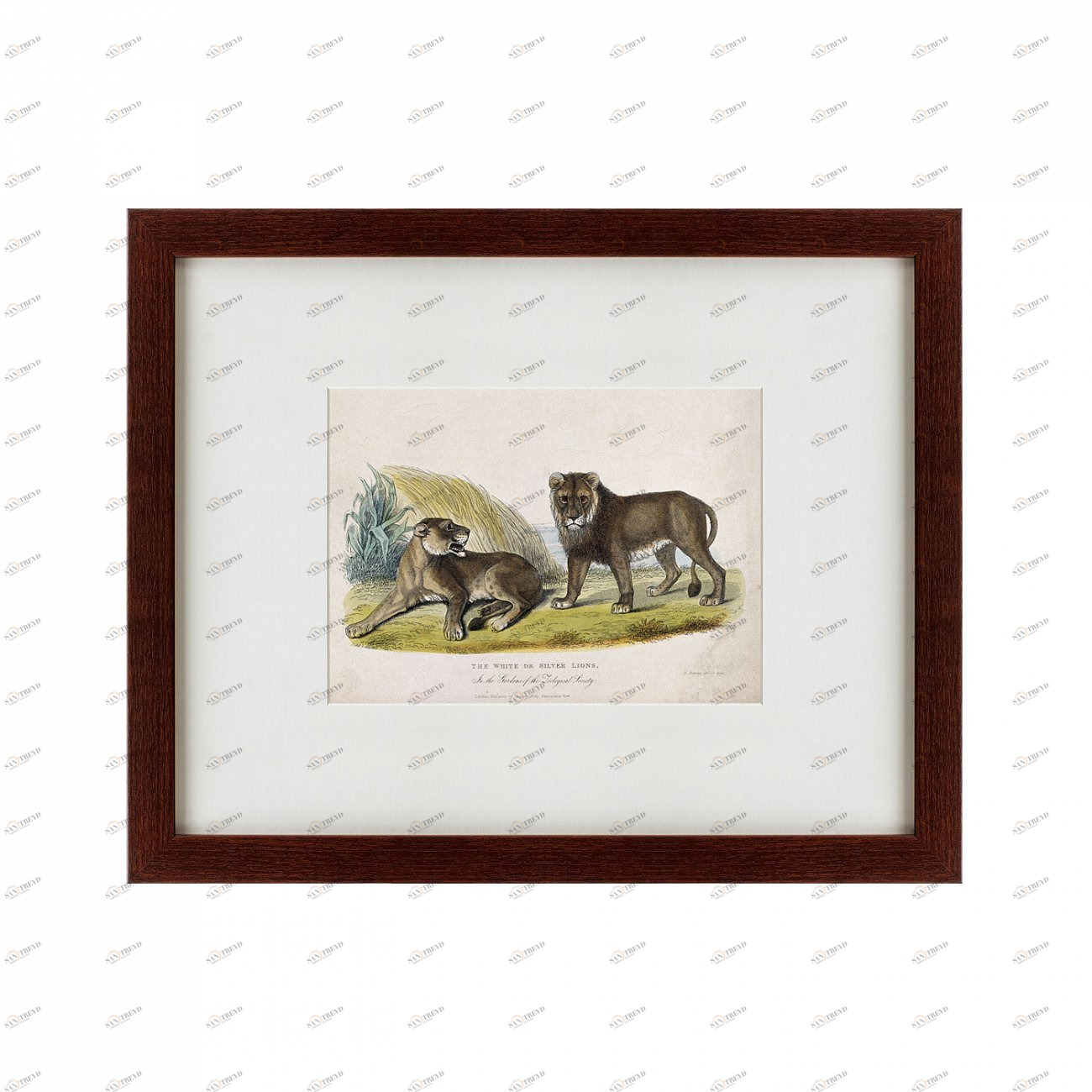 Литография на тонированной бумаге 42х52 см A pair of white or silver lions, 1830 КАРТИНЫ В КВАРТИРУ  135638 Бежевый;белый;черный;разноцветный 