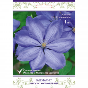 83431376 Клематис крупноцветковый Миссис Холмонделей h15 см