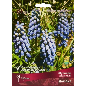 Мускари армянский Дак Айз, 10 шт 85205639 STLM-2085443