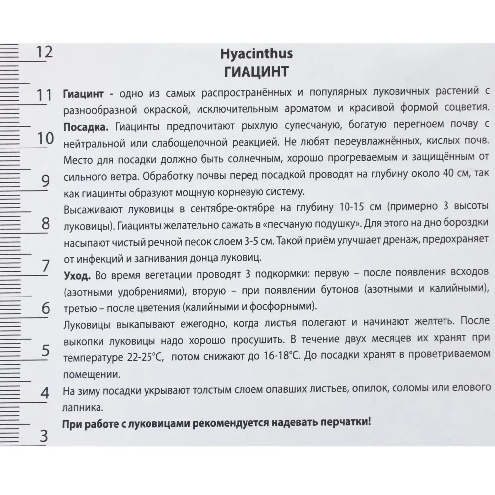 Гиацинт «Антарктика», высота 30 см, 2 шт. 82000159 STLM-2184878 Santreyd  - Вид №2