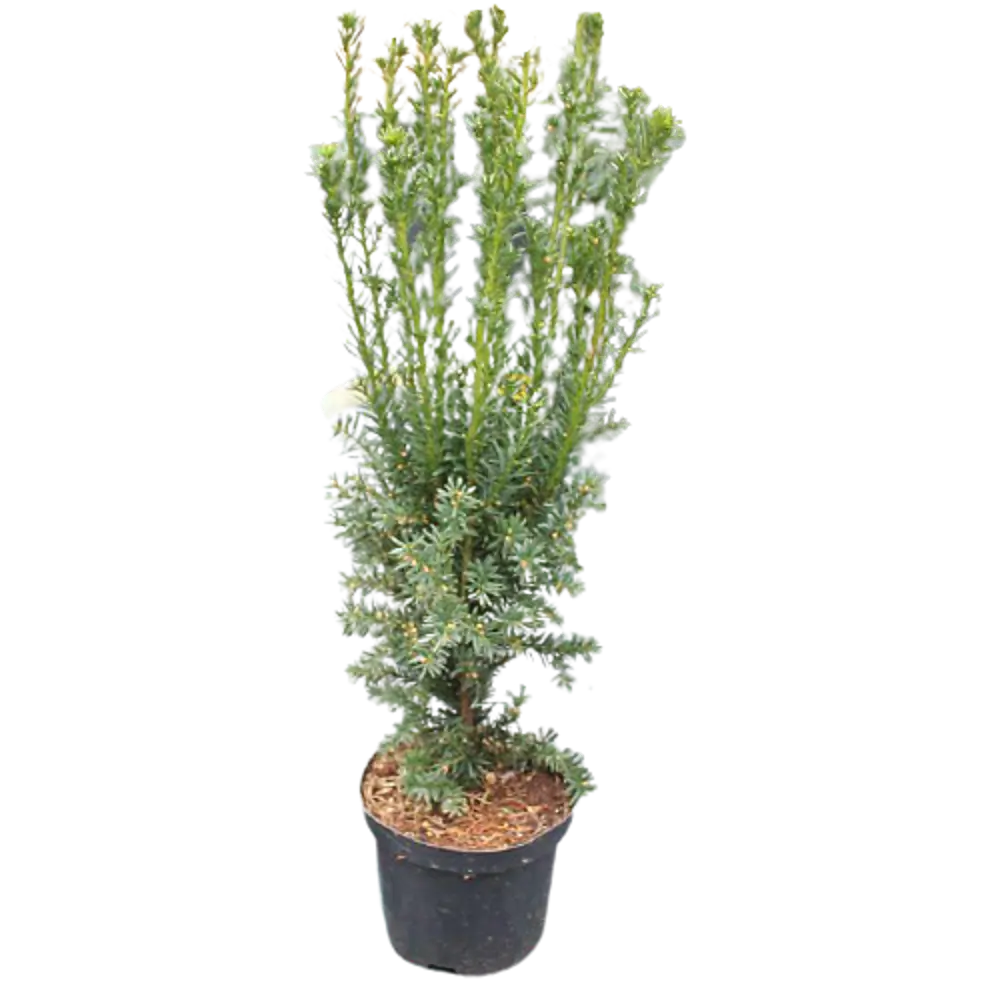 Тис средний Хиллии ø22 h65 см 84834834 STLM-2049379 PLANTMARKET 