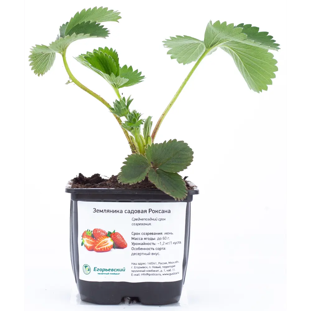 Земляника садовая h17 см Santreyd STLM-2068526