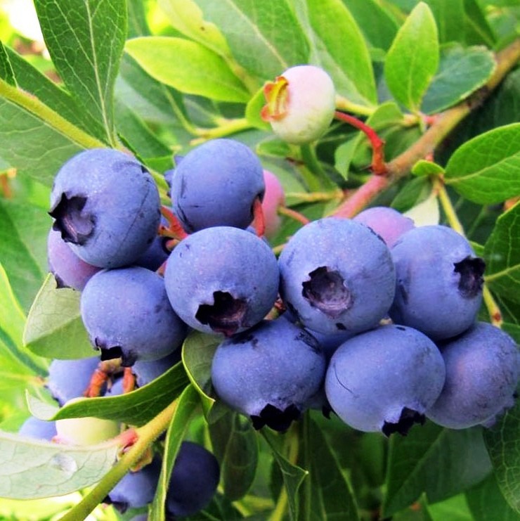 Саженец голубики Патриот в горшке 85607967