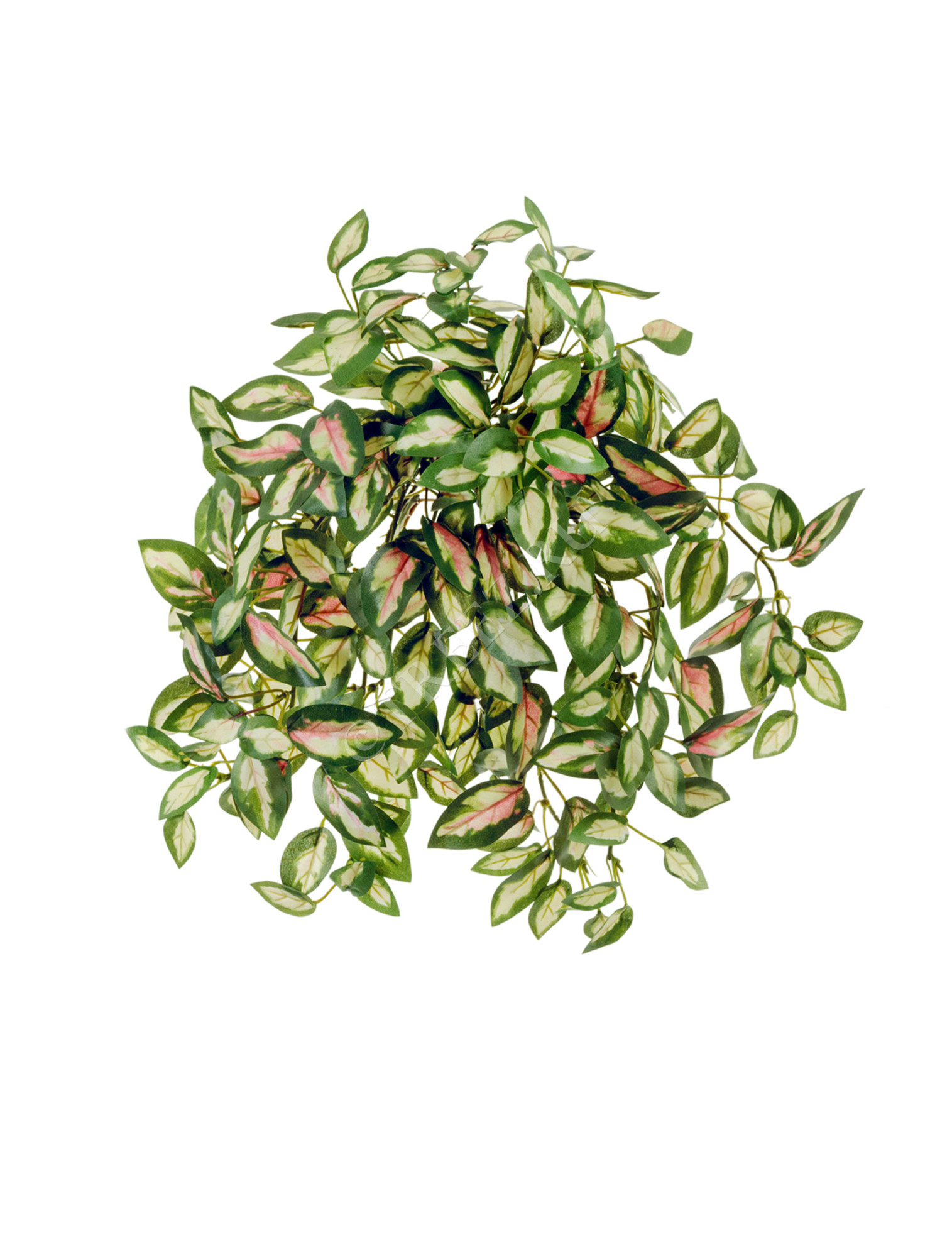 20.01161004GP Дэнс Хойя св.зелёно-розовая ампельная Цветочная коллекция 