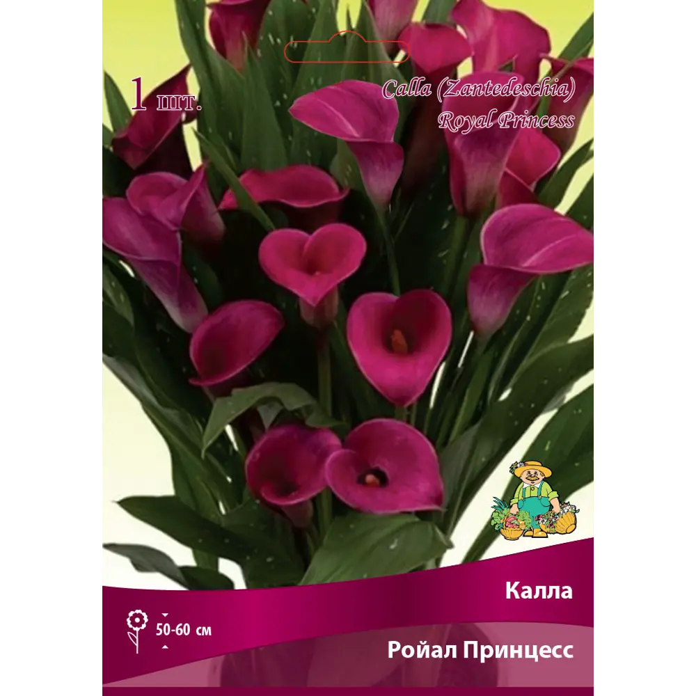 Калла Ройал Принцесс 14/16, 1 шт 82530350 STLM-2123850 Santreyd 