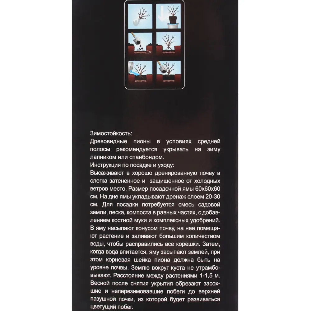 Пион древовидный «Золото Поднебесной» (в тубе) 81948476 STLM-2137074 Santreyd  - Вид №2