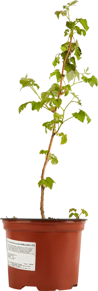 Santreyd Малина ремонтантная Брусвяна - крупноплодный сорт с двойным урожаем 17897387