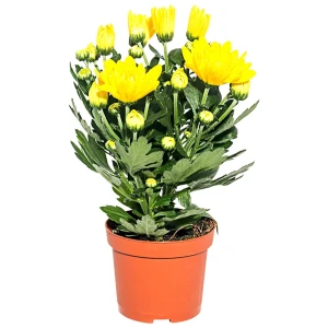 Santreyd Хризантема микс - цветущее настроение в вашем доме 13974234