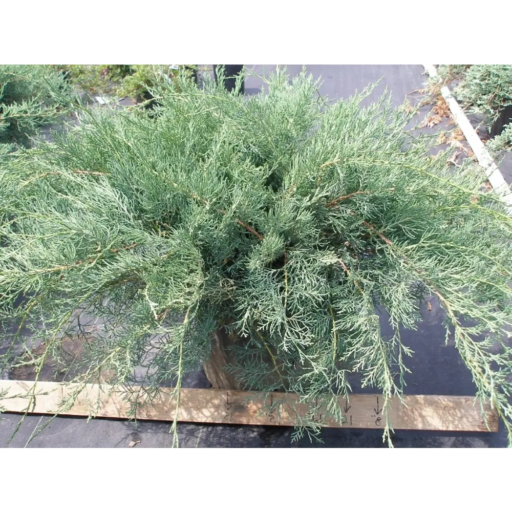 Можжевельник виргинский Грей Оул ø22 h35 - 40 см 87691098 STLM-2034970 PLANTMARKET 