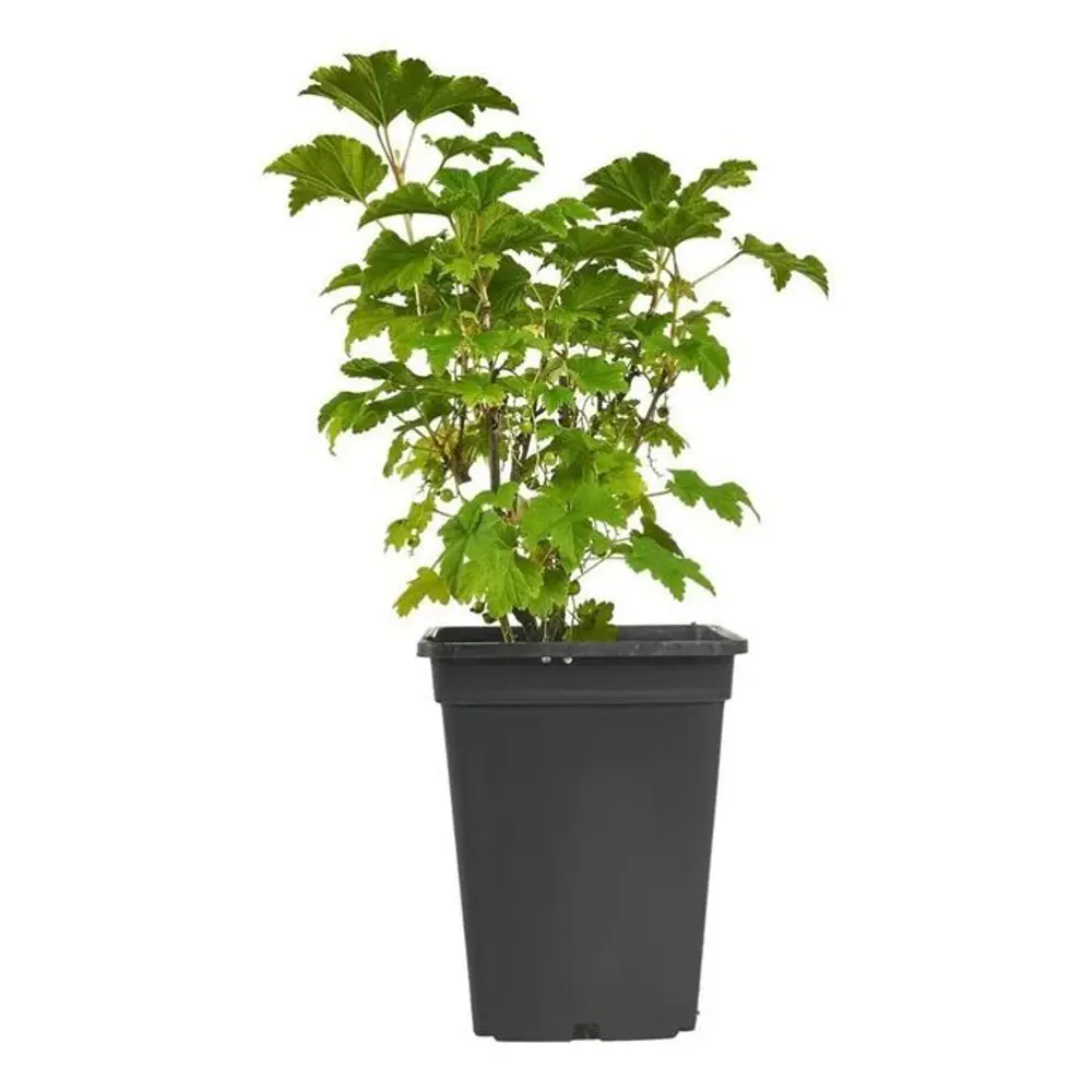 Смородина красная Голландская розовая 89465358 STLM-2072812 PLANTMARKET  - Вид №1