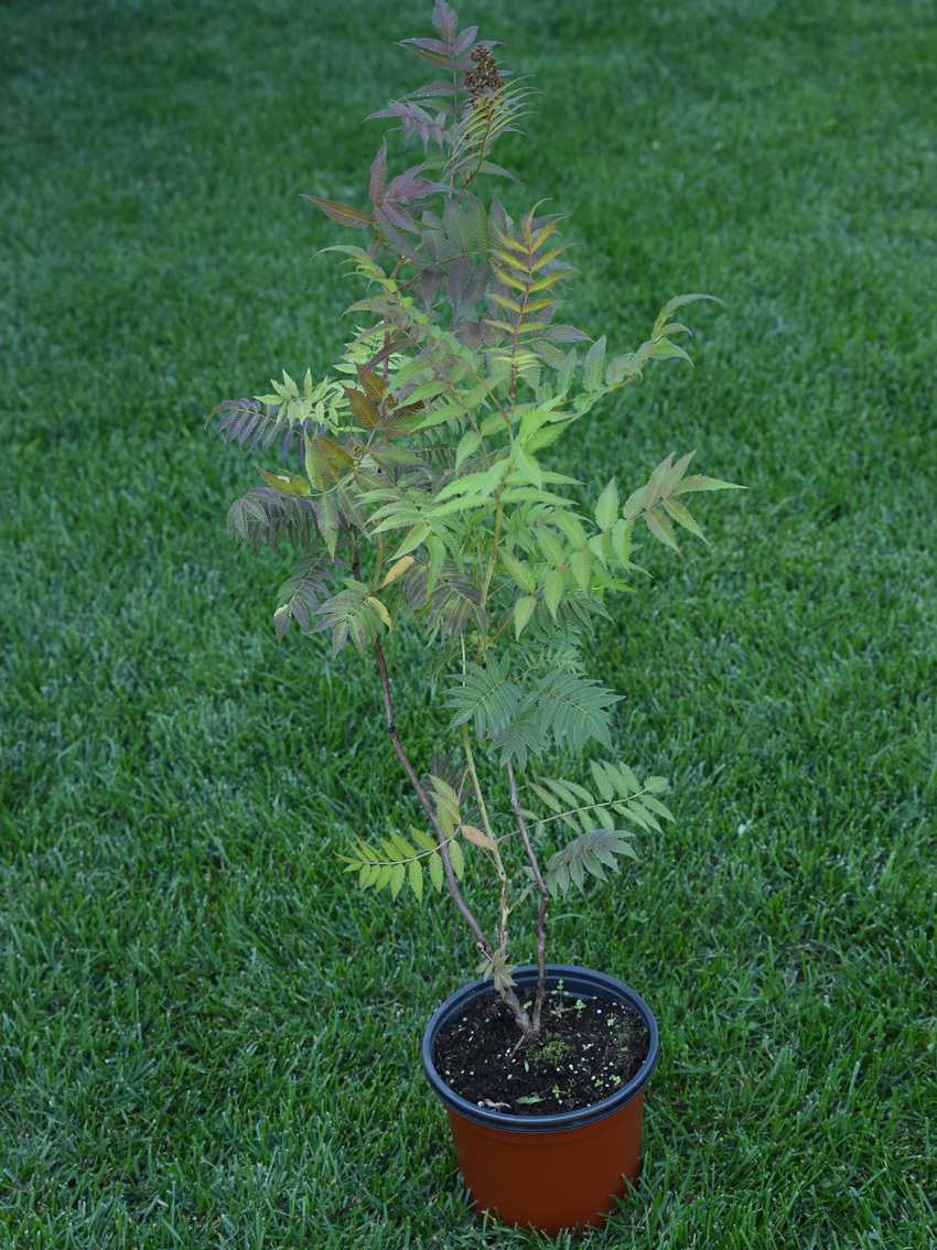 Рябинник Сэм Santreyd - кремовые соцветия с тонким ароматом для вашего сада 85324999 STLM-0061550 - Вид №2