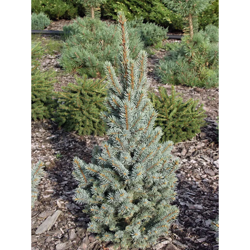 Ель колючая Костер ø22 h65 см 84834195 STLM-2105030 PLANTMARKET 