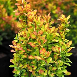 Барбарис Тунберга Саммер Сансет Santreyd - декоративный кустарник для живых изгородей 89369796