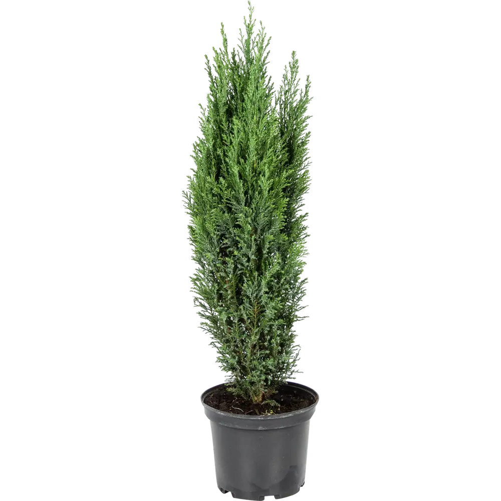 Капирисовик Лавсона Элвуди 19x80 см 82384016 STLM-2070298 Santreyd 