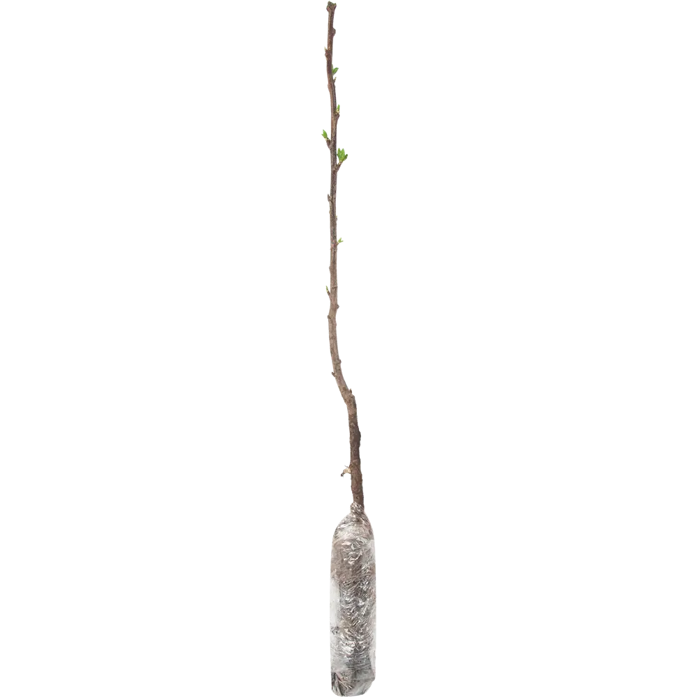 Слива Стенлей в тубе 82539571 STLM-2208485 BOTANIC COLLECTION  - Вид №1