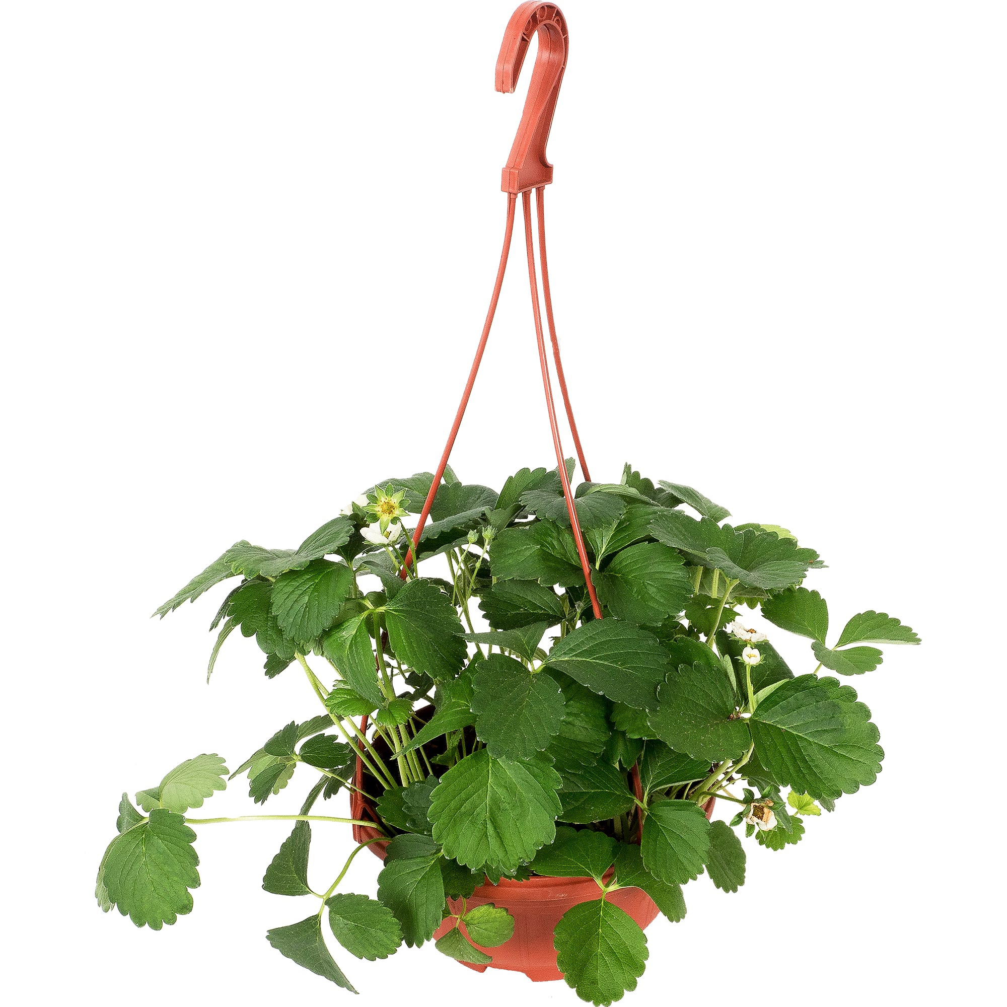 12710130 Рассада «Земляника ампельная», 40x19 см Santreyd 