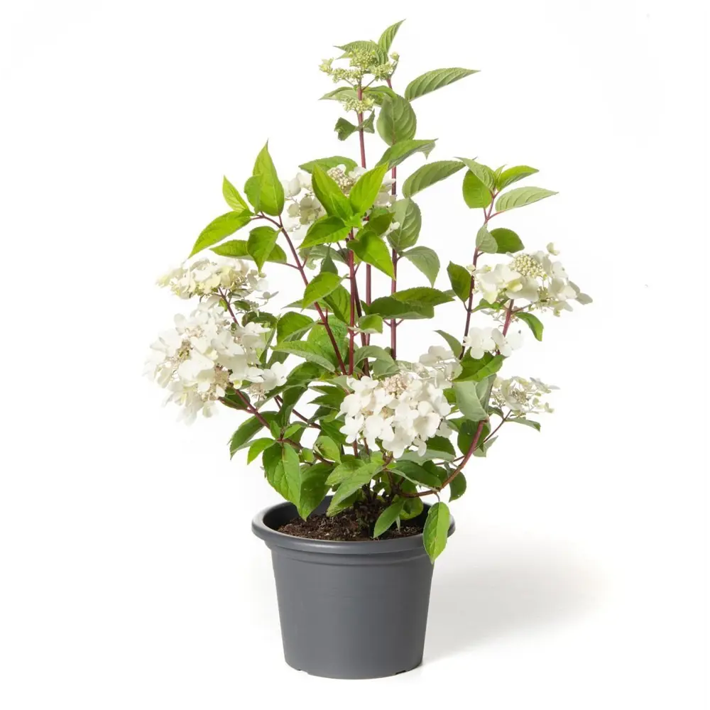 Гортензия метельчатая Коттон Крем ø19 h40 - 60 см PLANTMARKET STLM-2169577 - Вид №1