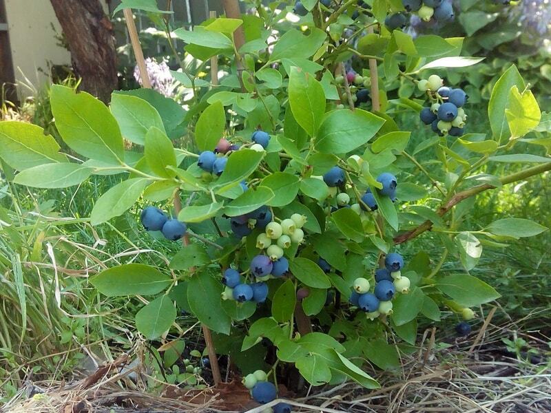 Голубика садовая Блюкорп - саженец в горшке 87691181