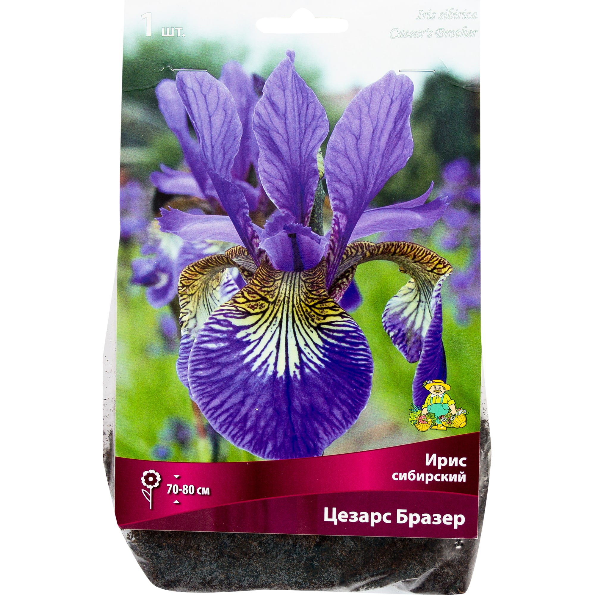 82319544 Ирис сибирский «Цезарс Бразе», размер луковицы I Santreyd 