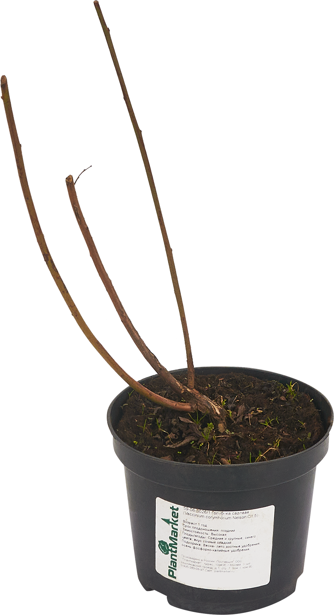 Голубика Нельсон — многолетняя рассада для сада 84834889 PLANTMARKET STLM-0055854 - Вид №2