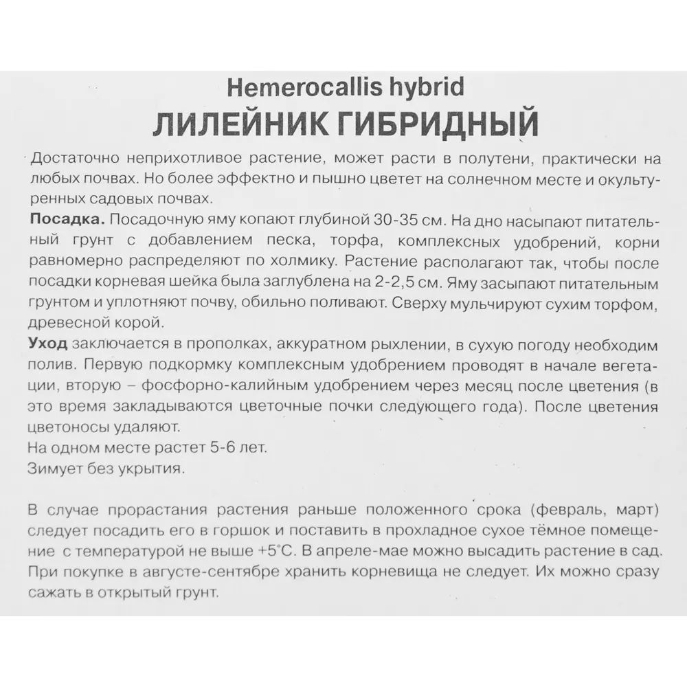 Лилейник гибридный Катерина вудбери луковица I 88295005 STLM-2166426 Santreyd  - Вид №2