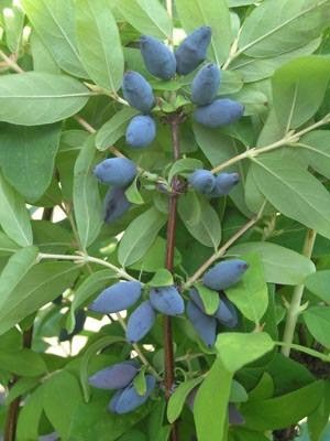 Саженец жимолости Santreyd микс - ягодный кустарник для сада 87718517 STLM-0075274