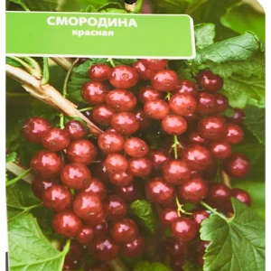 Смородина красная Ненаглядная ø17 h30 см 85325461 STLM-2193253