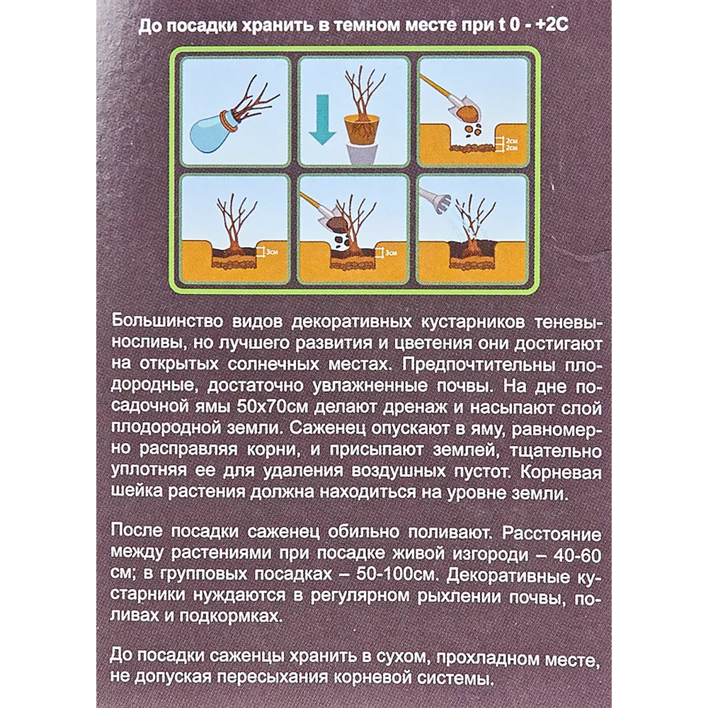 Буддлея Давида Нано Блю в тубе 82539525 STLM-2150053 BLOOMING LIFE  - Вид №1