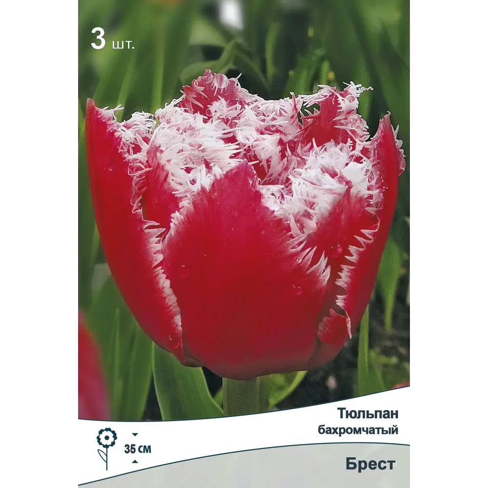 Тюльпан бахромчатый Брест от ПОИСК - розовые махровые цветы с бахромой 89381336 STLM-1578143