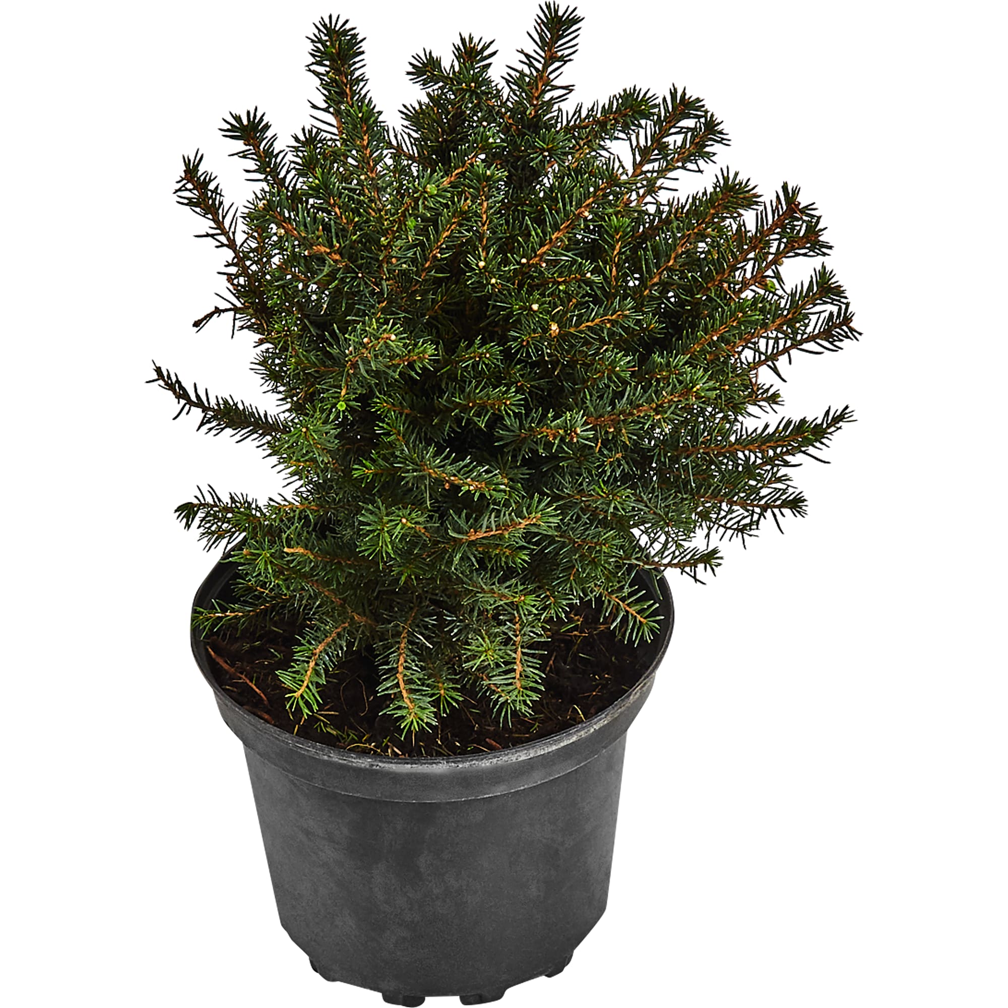 18470254 Ель серебристая «Карел», С2/20-30 см Santreyd 