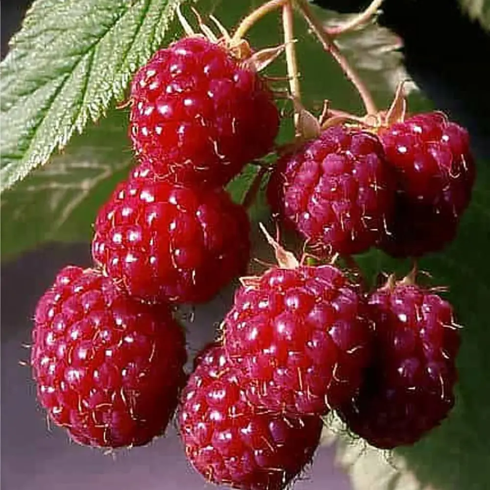 Малина обыкновенная Метеор пакет 89465370 STLM-2019681 PLANTMARKET 
