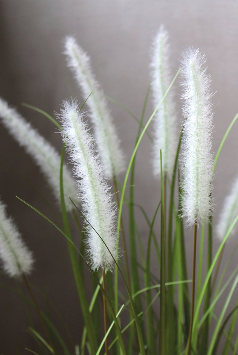 4870 807 a3 Искусственный пучок травы 'Chinese fountain grass', в горшке, 76 см, зелено-белый H-andreas  - Вид №5