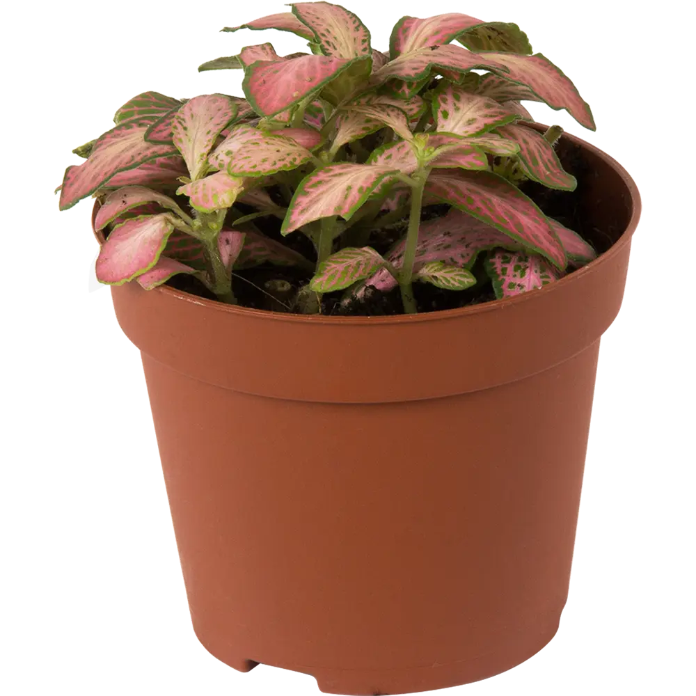 Santreyd Фиттония микс — живой акцент для интерьера 14032388 STLM-0004206