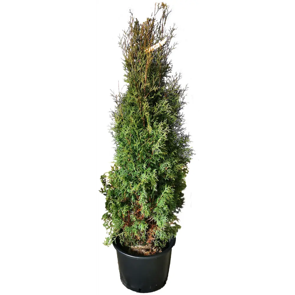Туя западная Фастигиата h180 см 84506319 STLM-2138481 МОНБЛАН 