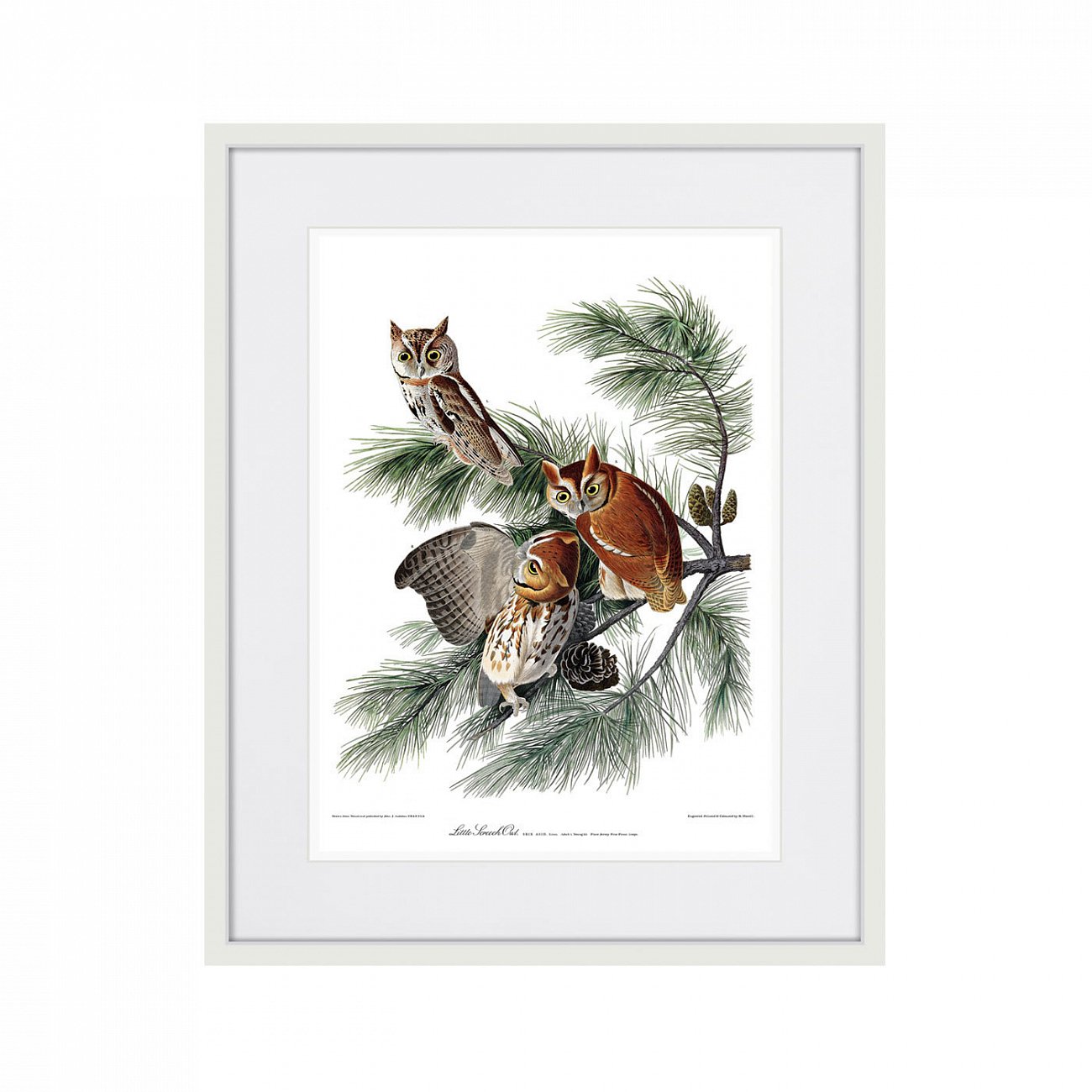 Литография на тонированной бумаге 42х52 см Eastern Screech owl, 1845г. КАРТИНЫ В КВАРТИРУ  264486 Белый;коричневый;разноцветный  - Вид №1