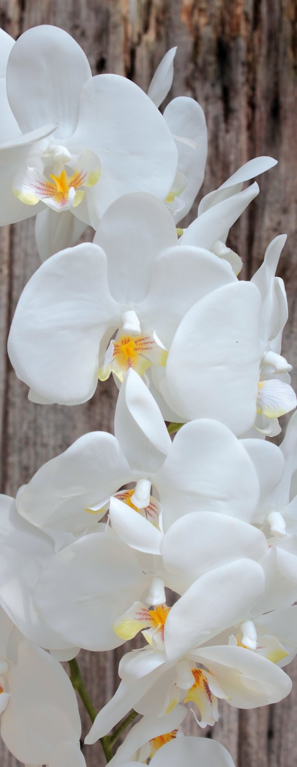 2604 778 a3 Искусственная орхидея Phalaenopsis, 2-х кратная, в керамическом горшке, 100 см, real touch, бежево-белая H-andreas  - Вид №11