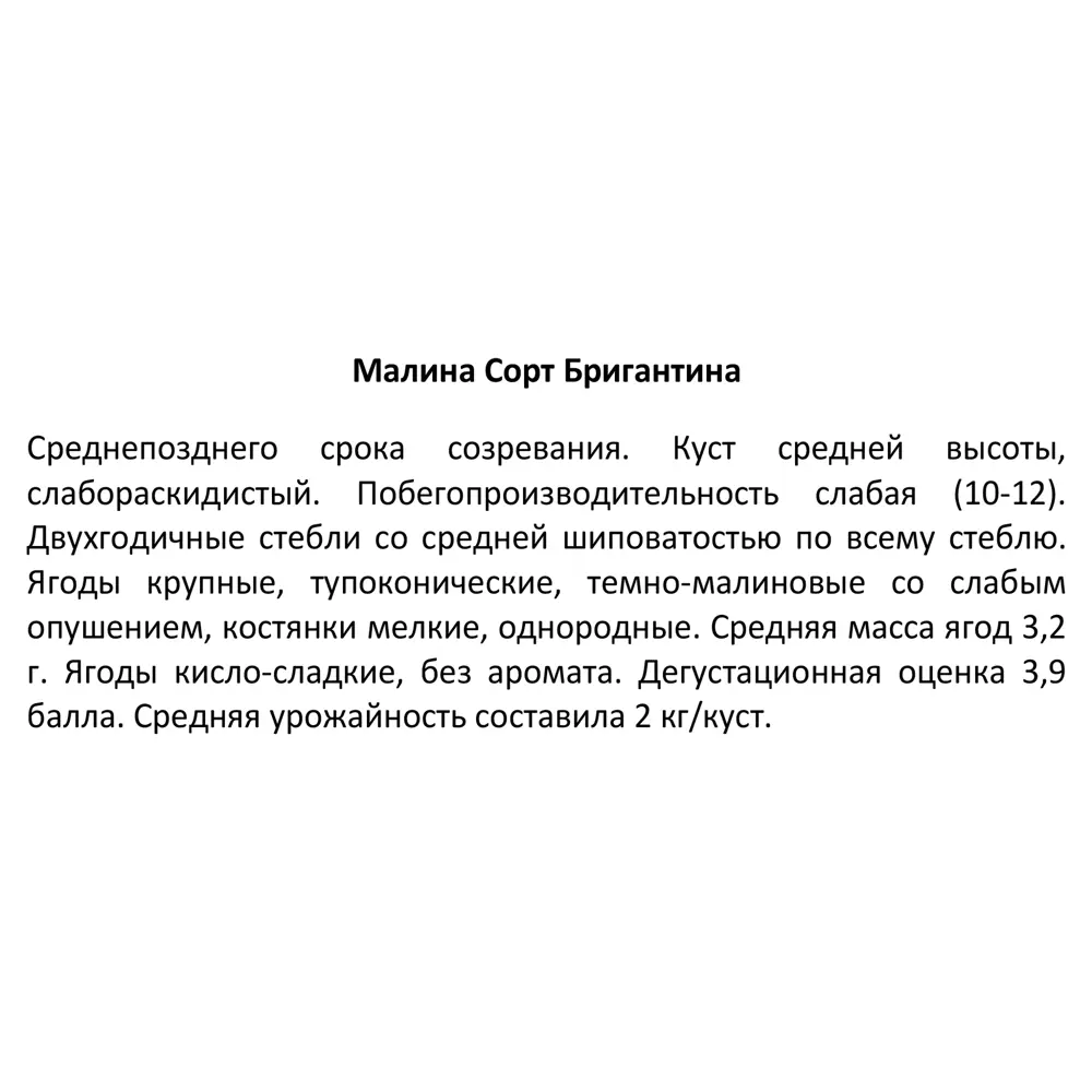 Малина Бригантина капер h10 см 89353441 STLM-2194463 Santreyd  - Вид №3